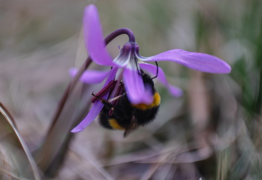 Photo Bumblebee earbuds: - Bumblebee - Earbuds